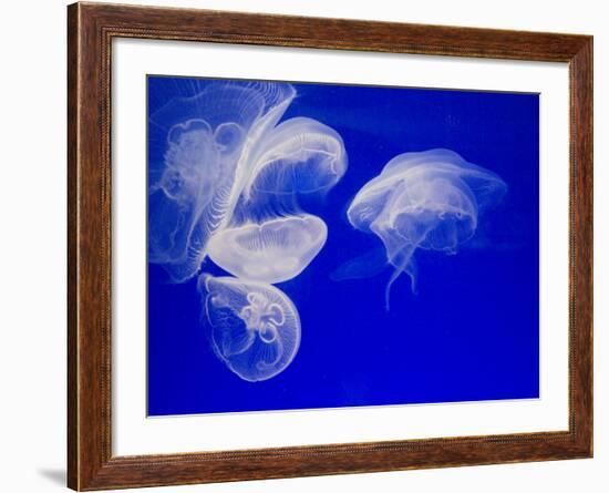 Jellyfish, Aquarium, Oceanographic Institute, Monaco-Veille, Monaco-Ethel Davies-Framed Photographic Print