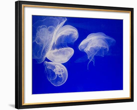 Jellyfish, Aquarium, Oceanographic Institute, Monaco-Veille, Monaco-Ethel Davies-Framed Photographic Print