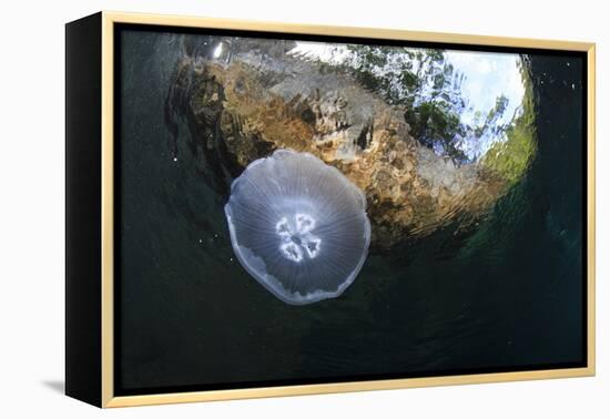 Jellyfish below the Surface-Bernard Radvaner-Framed Premier Image Canvas