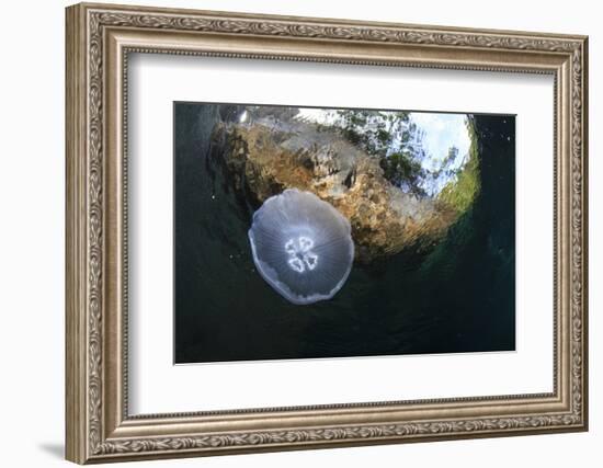 Jellyfish below the Surface-Bernard Radvaner-Framed Photographic Print