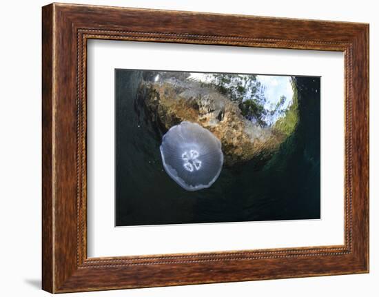 Jellyfish below the Surface-Bernard Radvaner-Framed Photographic Print