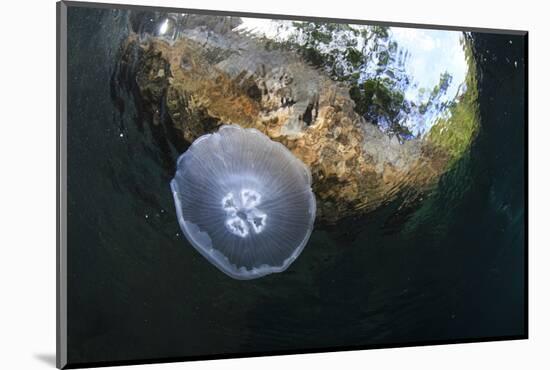 Jellyfish below the Surface-Bernard Radvaner-Mounted Photographic Print