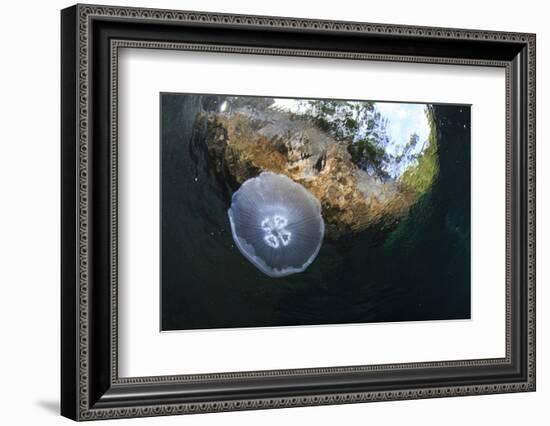 Jellyfish below the Surface-Bernard Radvaner-Framed Photographic Print