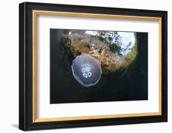 Jellyfish below the Surface-Bernard Radvaner-Framed Photographic Print