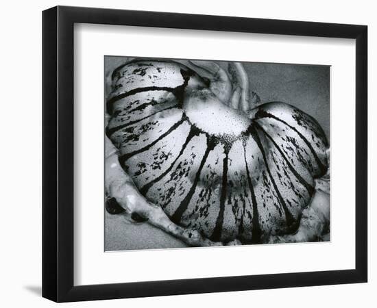 Jellyfish, California, 1967-Brett Weston-Framed Photographic Print