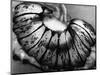 Jellyfish, California, 1975-Brett Weston-Mounted Photographic Print