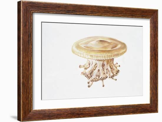 Jellyfish (Cotylorhiza Tuberculata)-null-Framed Giclee Print