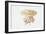 Jellyfish (Cotylorhiza Tuberculata)-null-Framed Giclee Print