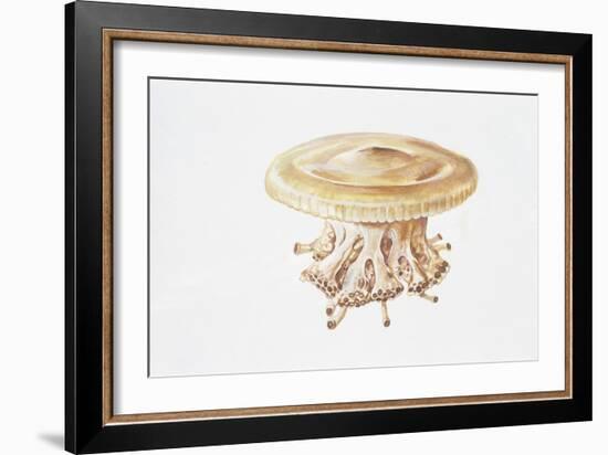 Jellyfish (Cotylorhiza Tuberculata)-null-Framed Giclee Print