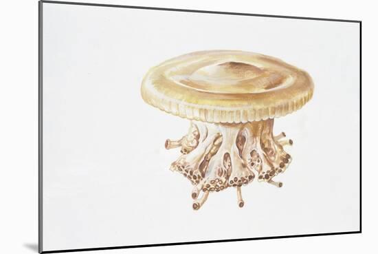 Jellyfish (Cotylorhiza Tuberculata)-null-Mounted Giclee Print