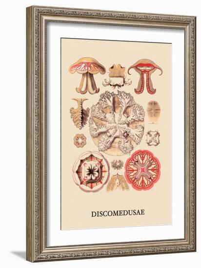 Jellyfish: Discomedusae-Ernst Haeckel-Framed Art Print