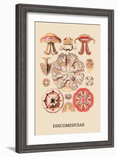 Jellyfish: Discomedusae-Ernst Haeckel-Framed Art Print