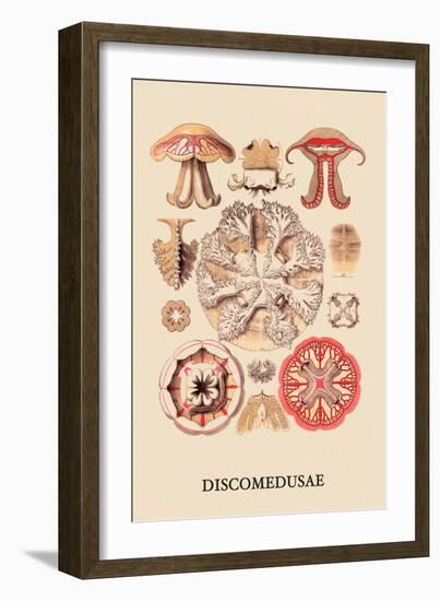 Jellyfish: Discomedusae-Ernst Haeckel-Framed Art Print