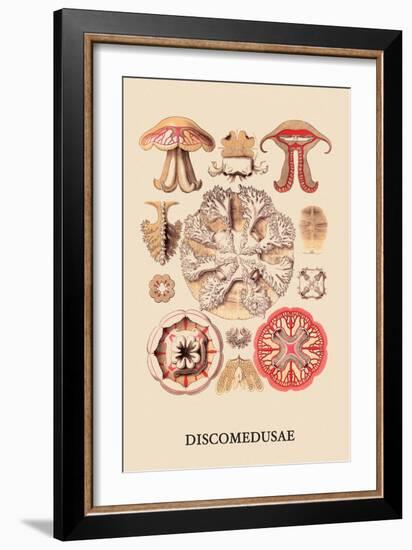 Jellyfish: Discomedusae-Ernst Haeckel-Framed Art Print