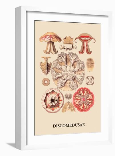 Jellyfish: Discomedusae-Ernst Haeckel-Framed Art Print