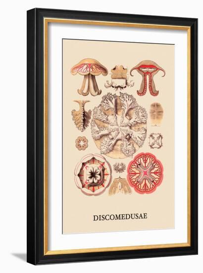 Jellyfish: Discomedusae-Ernst Haeckel-Framed Art Print