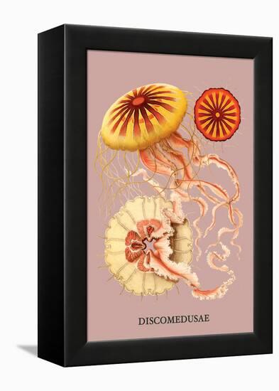 Jellyfish: Discomedusae-Ernst Haeckel-Framed Stretched Canvas