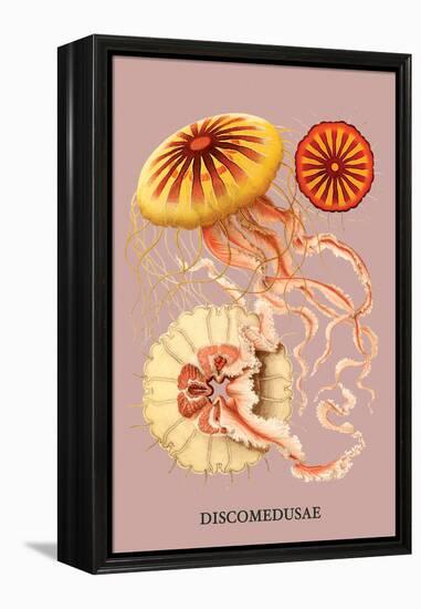 Jellyfish: Discomedusae-Ernst Haeckel-Framed Stretched Canvas