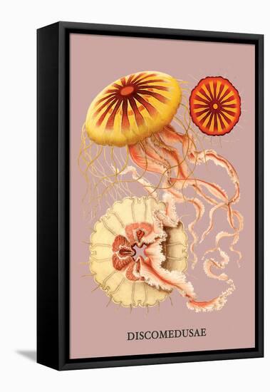 Jellyfish: Discomedusae-Ernst Haeckel-Framed Stretched Canvas