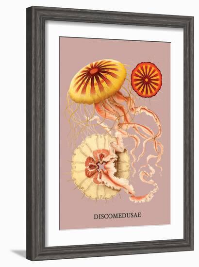 Jellyfish: Discomedusae-Ernst Haeckel-Framed Art Print