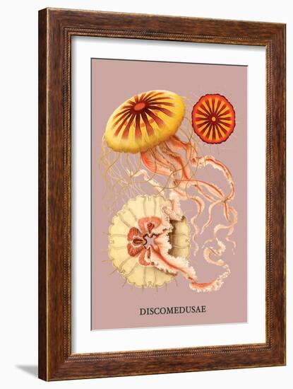 Jellyfish: Discomedusae-Ernst Haeckel-Framed Art Print