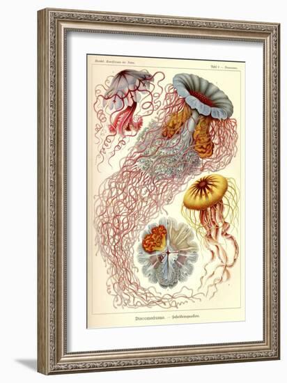 Jellyfish, Discomedusae-null-Framed Giclee Print