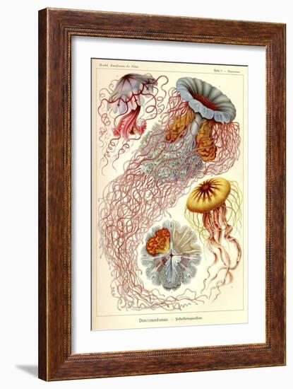 Jellyfish, Discomedusae-null-Framed Giclee Print
