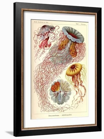 Jellyfish, Discomedusae-null-Framed Giclee Print