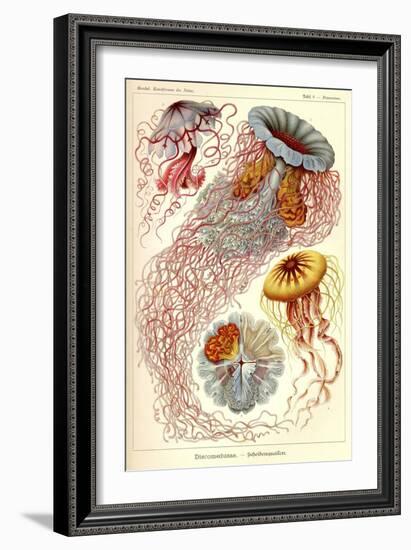 Jellyfish, Discomedusae-null-Framed Giclee Print