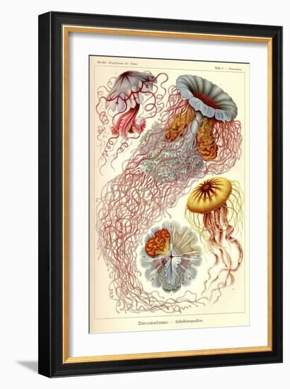 Jellyfish, Discomedusae-null-Framed Giclee Print