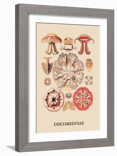 Jellyfish: Discomedusae-Ernst Haeckel-Framed Art Print