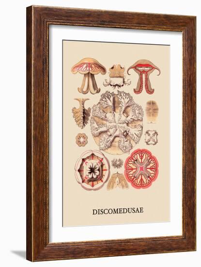 Jellyfish: Discomedusae-Ernst Haeckel-Framed Art Print