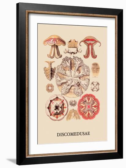 Jellyfish: Discomedusae-Ernst Haeckel-Framed Art Print