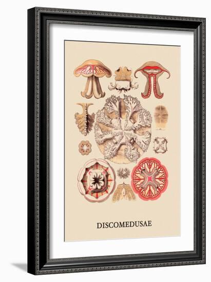 Jellyfish: Discomedusae-Ernst Haeckel-Framed Art Print