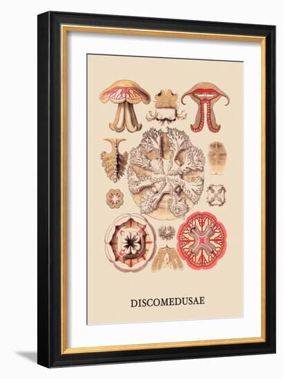 Jellyfish: Discomedusae-Ernst Haeckel-Framed Art Print