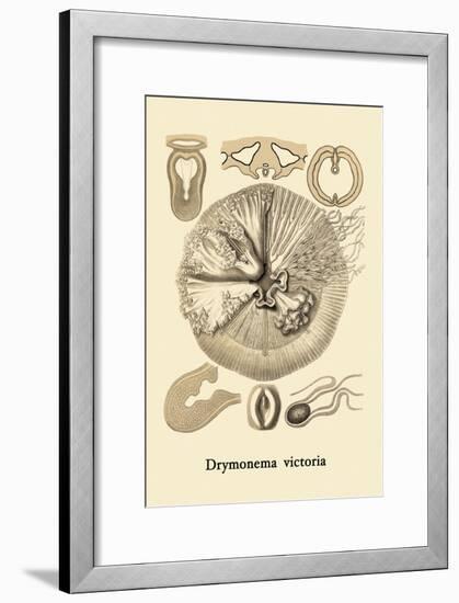 Jellyfish: Drymonema Victoria-Ernst Haeckel-Framed Art Print