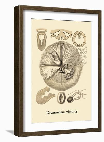 Jellyfish: Drymonema Victoria-Ernst Haeckel-Framed Art Print