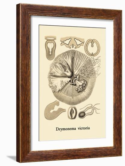 Jellyfish: Drymonema Victoria-Ernst Haeckel-Framed Art Print