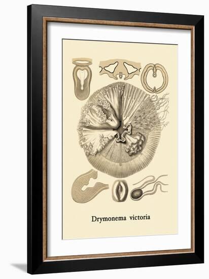 Jellyfish: Drymonema Victoria-Ernst Haeckel-Framed Art Print