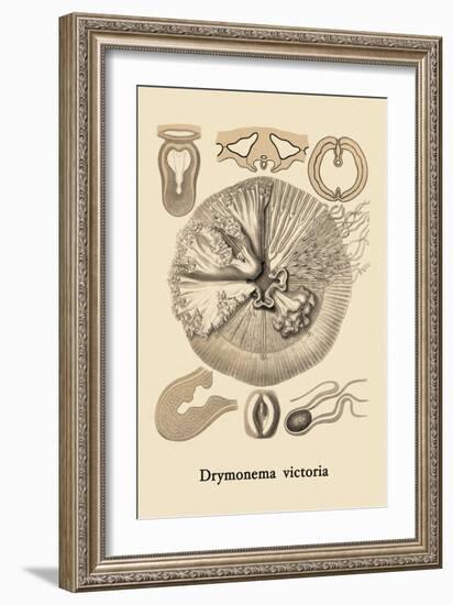 Jellyfish: Drymonema Victoria-Ernst Haeckel-Framed Art Print