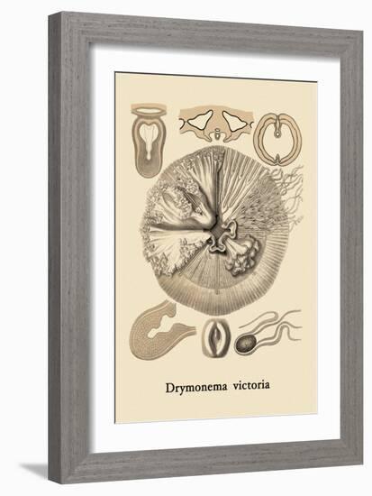 Jellyfish: Drymonema Victoria-Ernst Haeckel-Framed Art Print