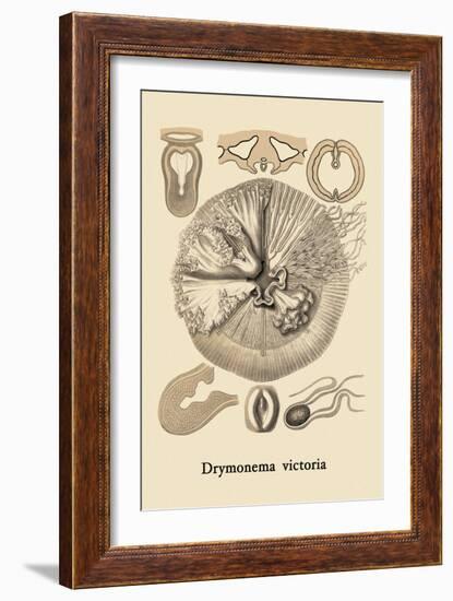 Jellyfish: Drymonema Victoria-Ernst Haeckel-Framed Art Print