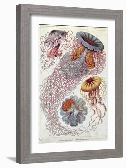 Jellyfish, from Kunstformen Der Natur, 1874-Ernst Haeckel-Framed Giclee Print