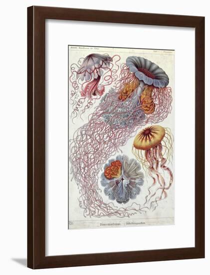 Jellyfish, from Kunstformen Der Natur, 1874-Ernst Haeckel-Framed Giclee Print