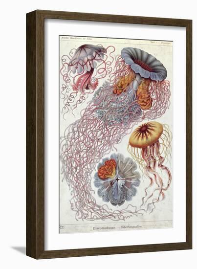 Jellyfish, from Kunstformen Der Natur, 1874-Ernst Haeckel-Framed Giclee Print