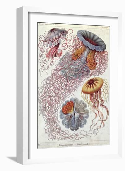 Jellyfish, from Kunstformen Der Natur, 1874-Ernst Haeckel-Framed Giclee Print