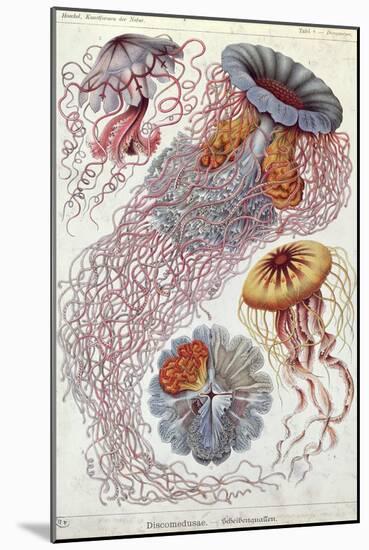 Jellyfish, from Kunstformen Der Natur, 1874-Ernst Haeckel-Mounted Giclee Print