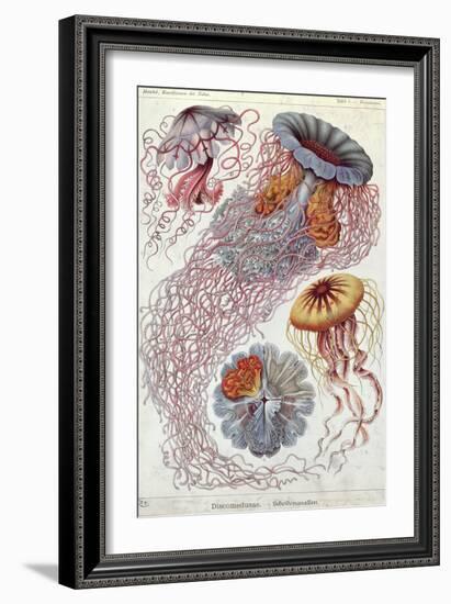 Jellyfish, from Kunstformen Der Natur, 1874-Ernst Haeckel-Framed Giclee Print