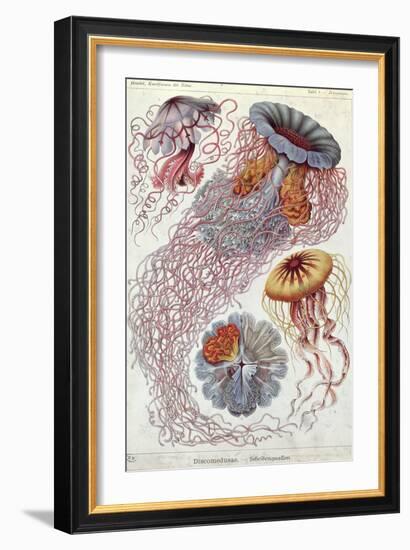 Jellyfish, from Kunstformen Der Natur, 1874-Ernst Haeckel-Framed Giclee Print