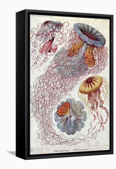 Jellyfish, from Kunstformen Der Natur, 1874-Ernst Haeckel-Framed Premier Image Canvas